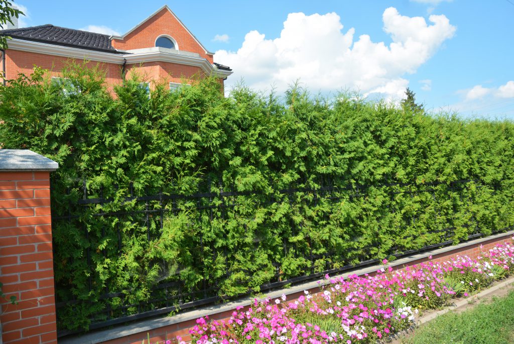 Thuja Brabant häck