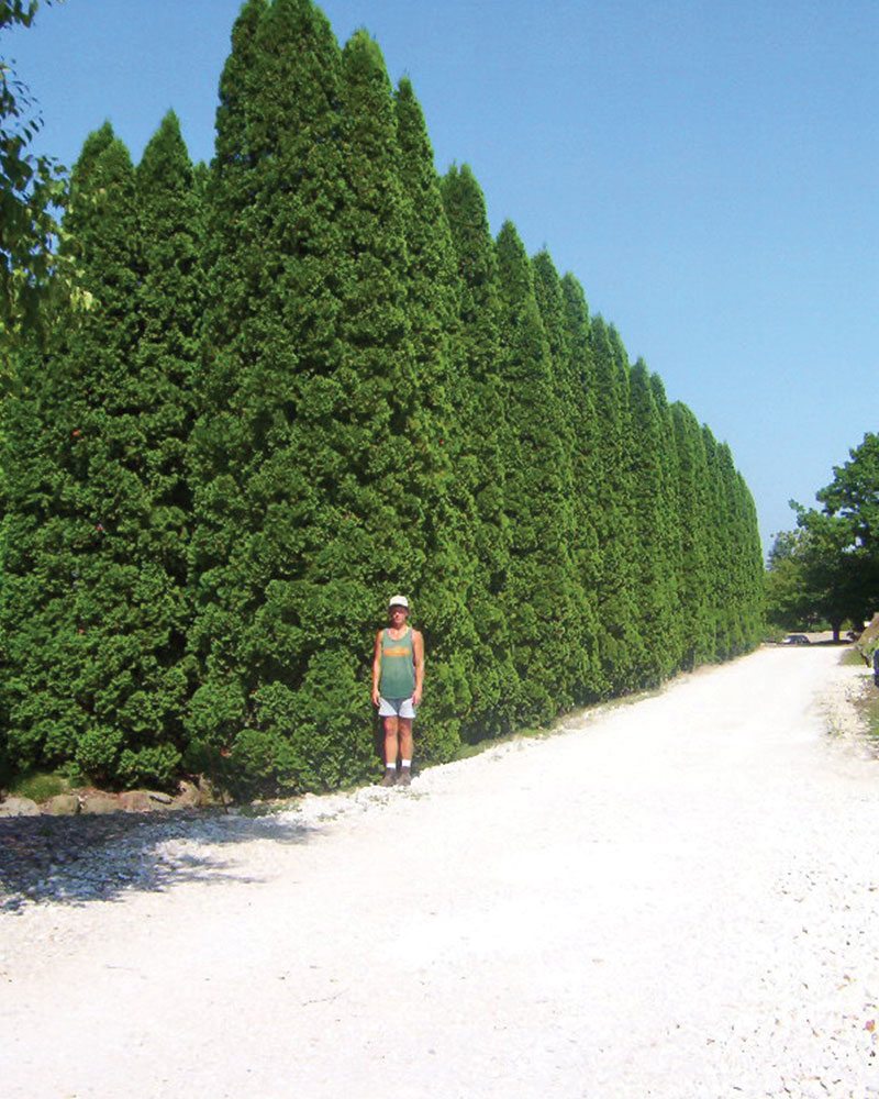 Thujahäck för dig som gillar stora växter i trädgården