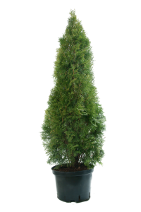 välj thujahäck smaragd