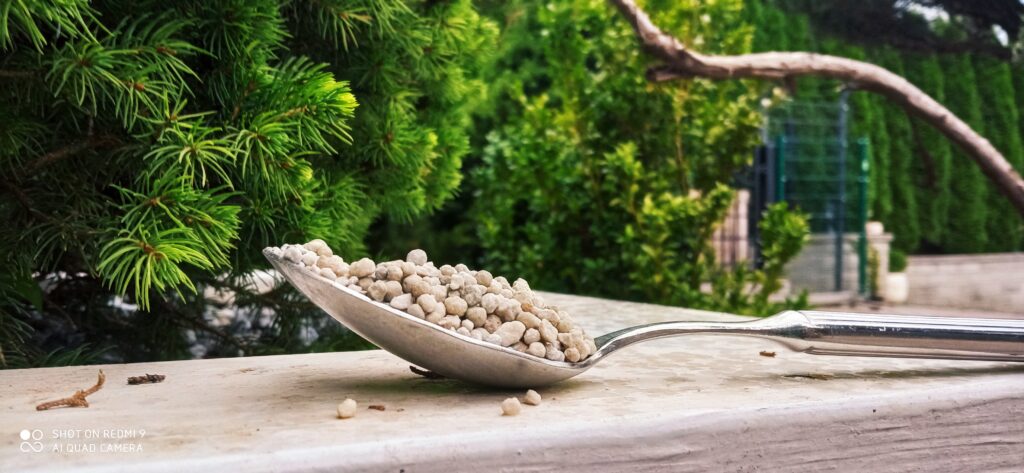 När ska jag gödsla mina thujor och barrväxter?