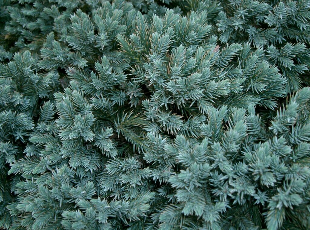 Juniperus squamata 'Blue Carpet' barrväxt