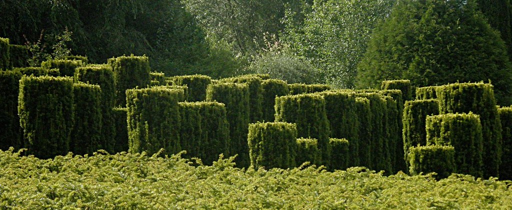 taxus baccata häck