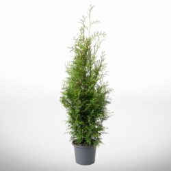 Mellanstor thuja Brabant i kruka, höjd 100–120 cm, perfekt för låga häckar