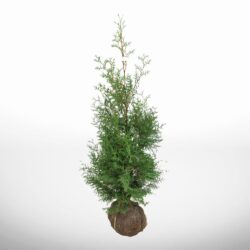 Liten Thuja Brabant 100-120 cm för häck