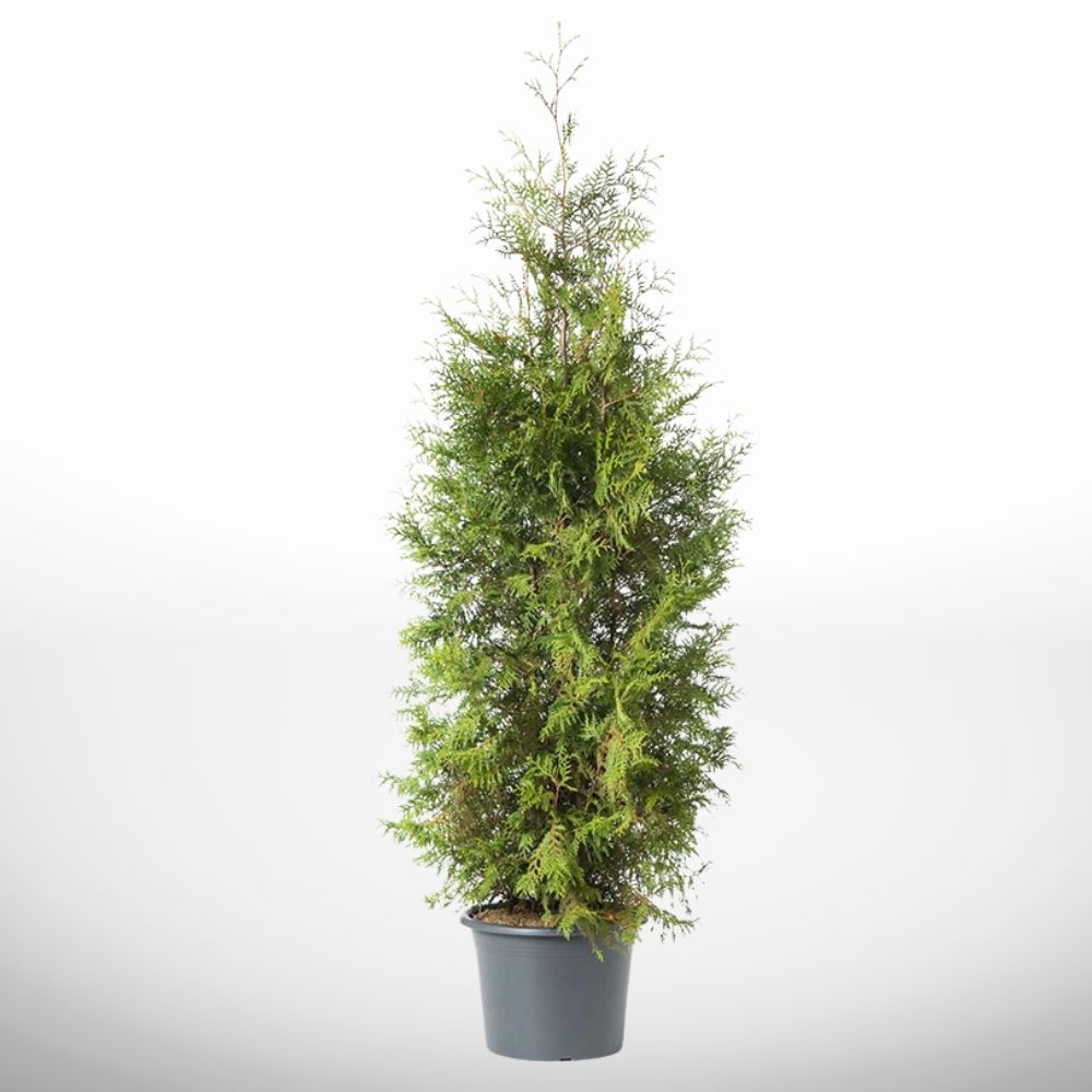 Frodig thuja Brabant i kruka, höjd 120–140 cm, idealisk för häckanläggning
