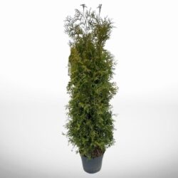Kraftfull thuja Brabant i kruka, höjd 140–160 cm, lättskött och tät
