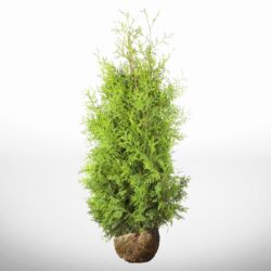Låg Thuja Brabant 140-160 cm för formklippt häck