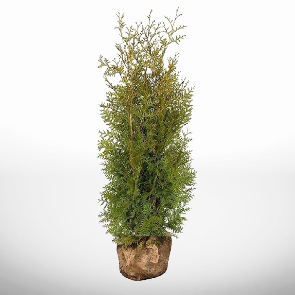Medelhög Thuja Brabant 160-180 cm för häck