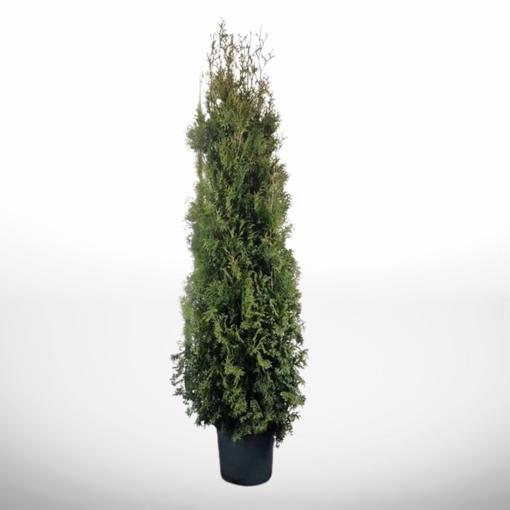 Tätvuxen thuja Brabant i kruka, höjd 180–200 cm, för snabbväxande häckar