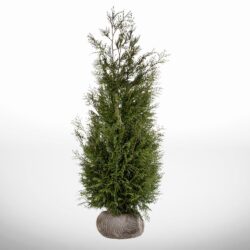 Thuja Brabant 180-200 cm för tät häck