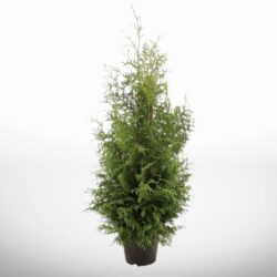 Stor thuja Brabant i kruka, höjd 200–220 cm, perfekt för robusta trädgårdshäckar