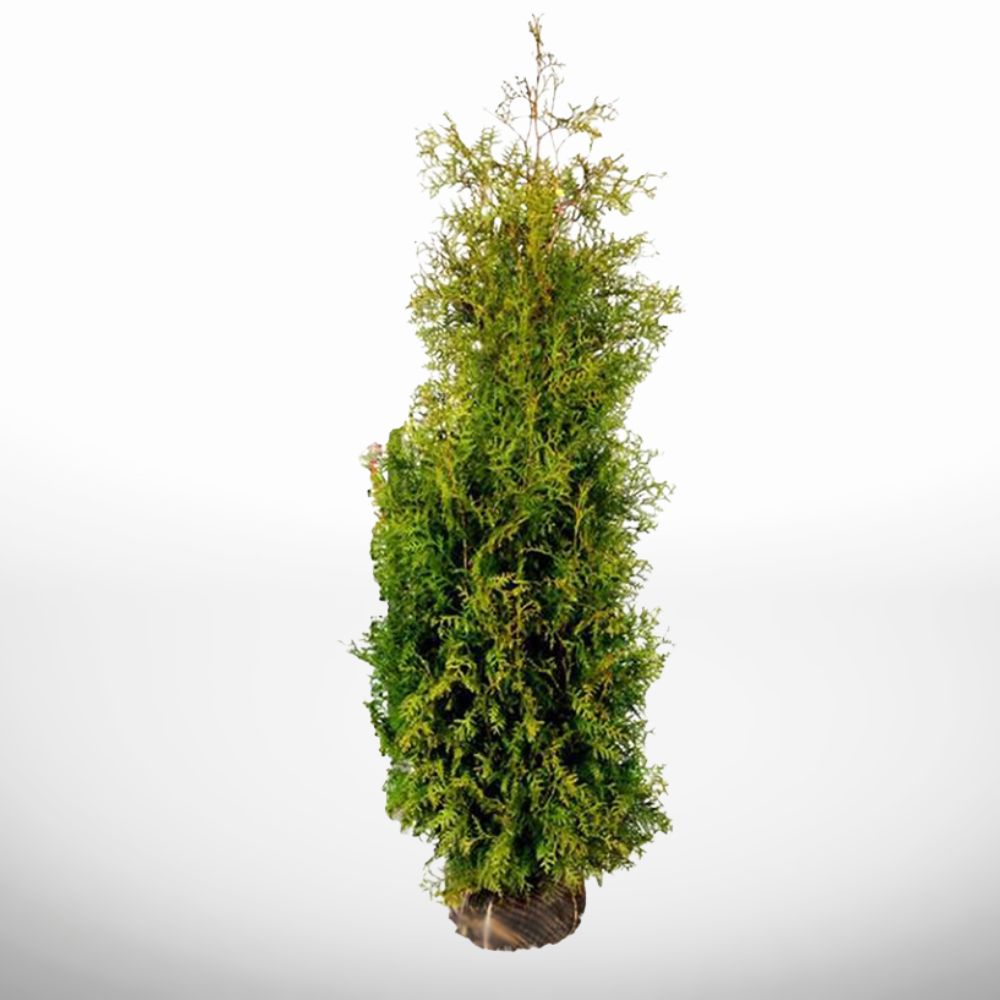 Hög Thuja Brabant 200-220 cm för snabbväxande häck