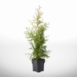 Thuja Brabant 60-80 cm KRUKODLAD