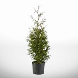 Kompakt thuja Brabant i kruka, höjd 80–100 cm, perfekt för små trädgårdar
