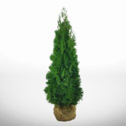 Vacker thuja Smaragd i kruka, höjd 140–160 cm, perfekt för medelhöga häckar
