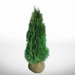 Frodig thuja Smaragd i kruka, höjd 160–180 cm, utmärkt för eleganta häckar