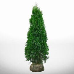 Tätsittande thuja Smaragd i kruka, höjd 180–200 cm, för snabba och hållbara häckar