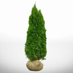 Elegant thuja Smaragd i kruka, höjd 200–220 cm, stark och frodig till höga häckar