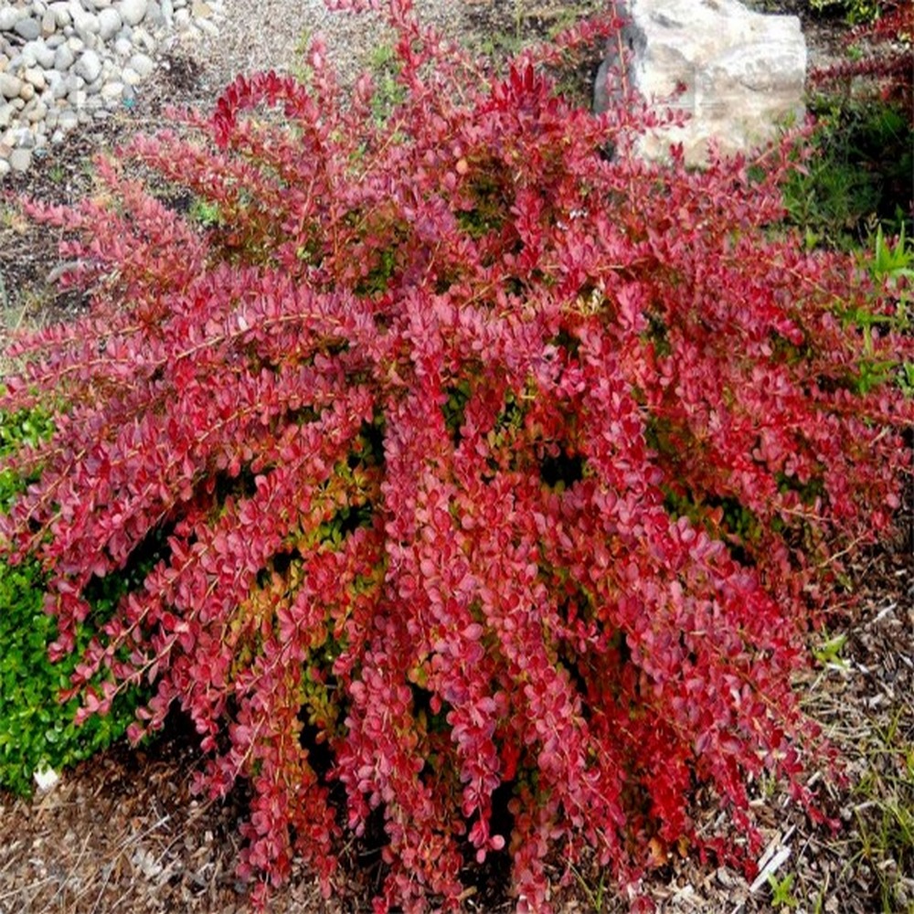 berberis-thunbergii-red-carpet-thujaspecialisten-se-g-dsel-f-r