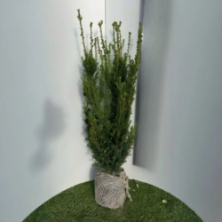 Idegran Taxus Media 'Hicksii' 100-120 cm, Rotklump