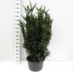 Idegran Taxus Media 'Hicksii' 120-140 cm, Kruka