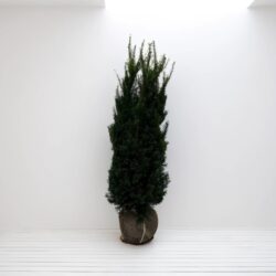 Idegran Taxus Media 'Hicksii' 120-140 cm, Rotklump