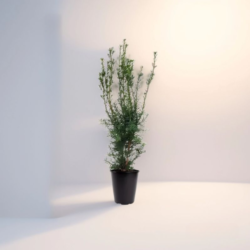 Idegran Taxus Media 'Hicksii' 60-80 cm, Kruka