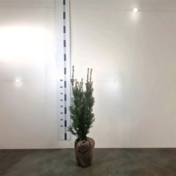 Idegran Taxus Media 'Hicksii' 60-80 cm, Rotklump