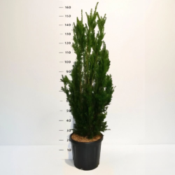 Idegran Taxus Media 'Hicksii' 80-100 cm, Kruka