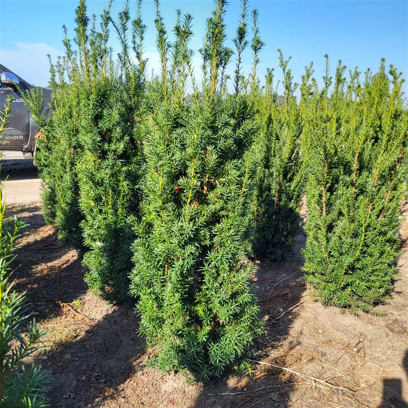 Idegran Taxus media Hillii