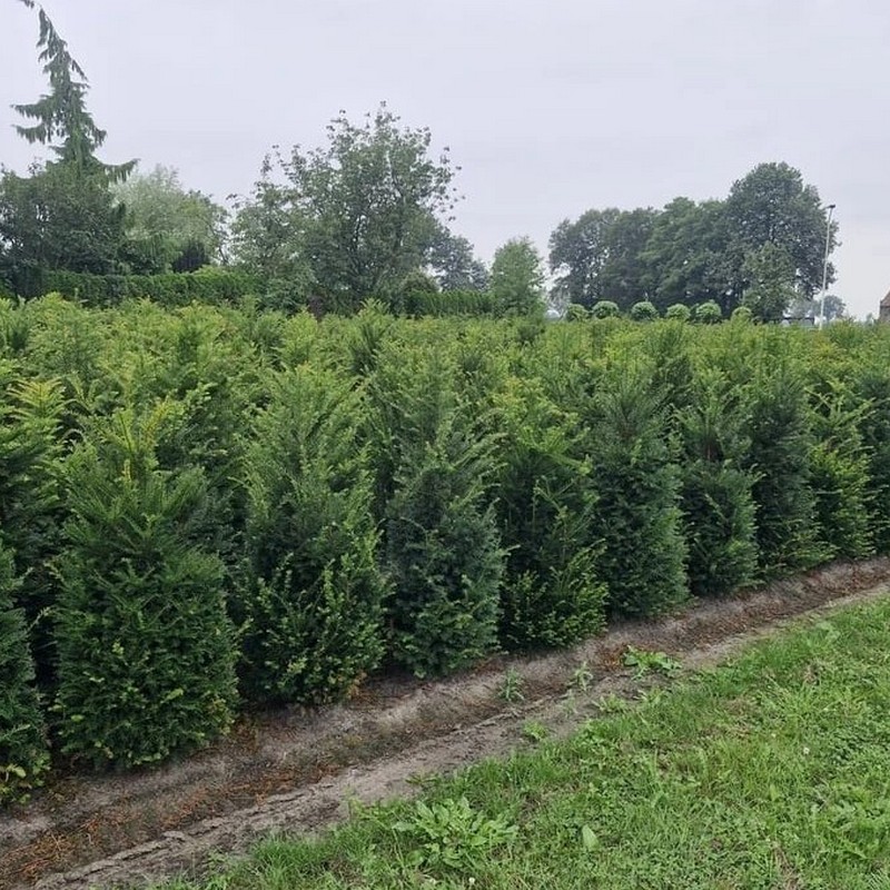 Taxus baccata 40-60 cm – elegant växt för häckar