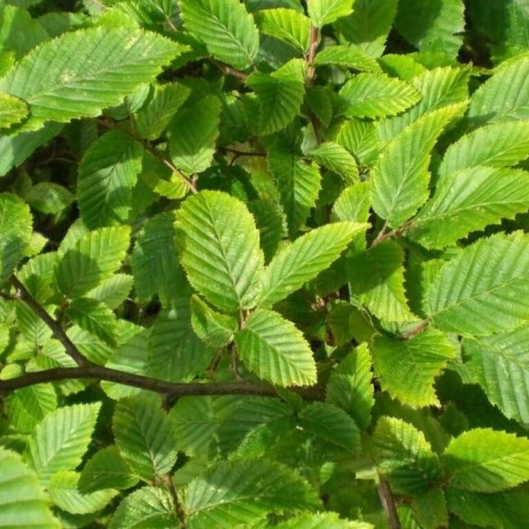 Avenbok (Carpinus Betulus)