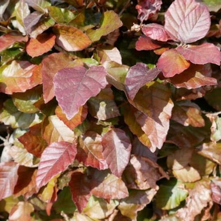 Blodbok Fagus sylvatica 'Atropurpurea'