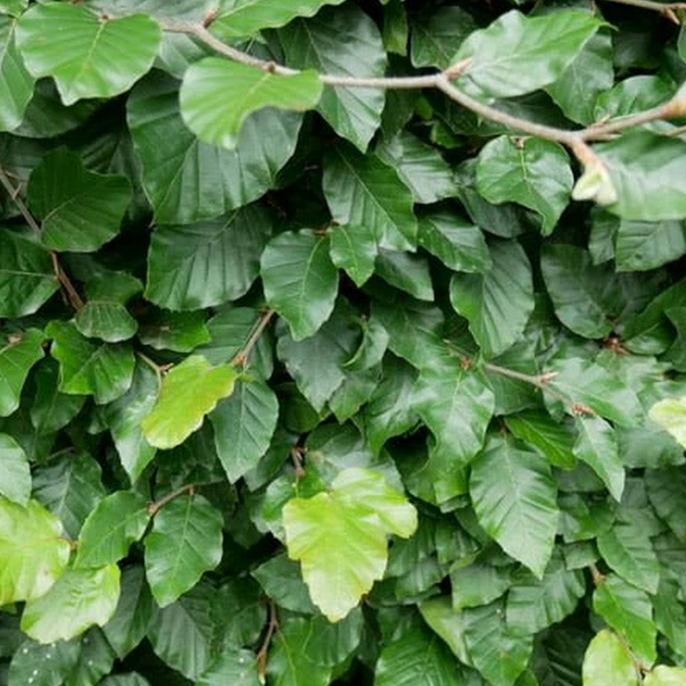 Bok Grön Bokhäck -( Fagus Sylvatica)