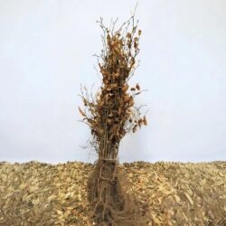 Bok/bokhäck 'Fagus sylvatica' 125-150 cm, Barrot 10 Pack