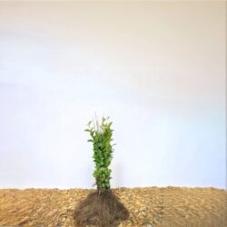 Bredbladig liguster 'Ligustrum ovalifolium' 40-60 cm, Barrot 25 Pack