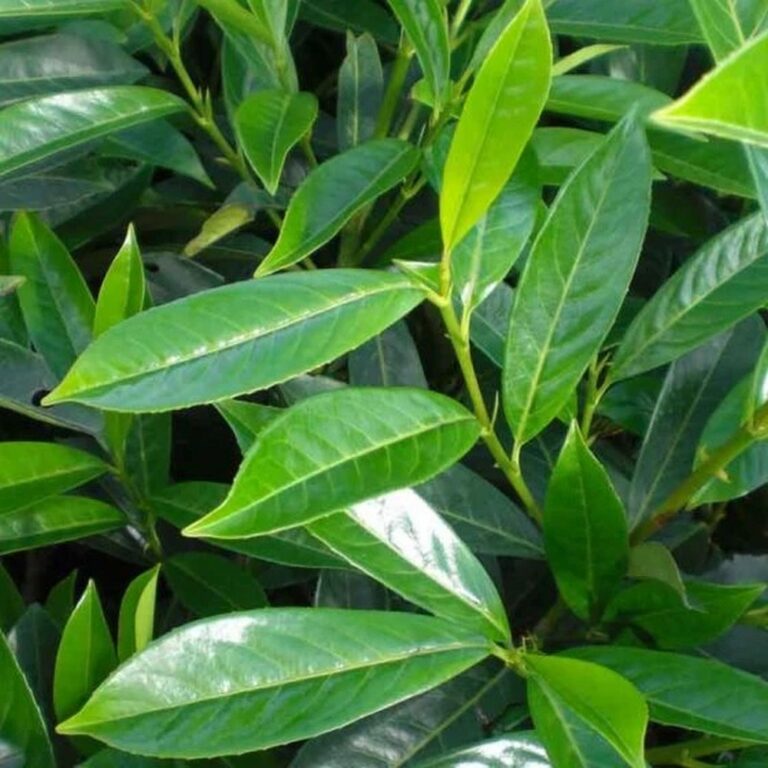 Lagerhägg Caucasica 'Prunus laurocerasus' 150-175 cm, kruka C15