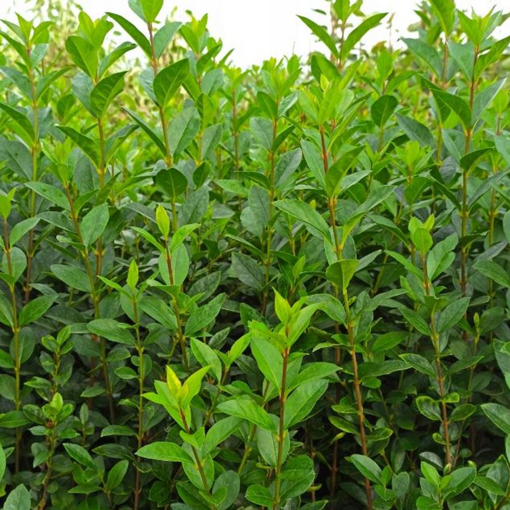 LIGUSTER LIGUSTRUM OVALIFOLIUM