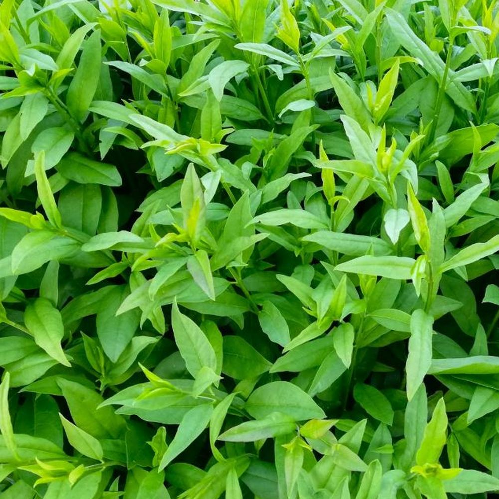 LIGUSTER LIGUSTRUM VULGARE