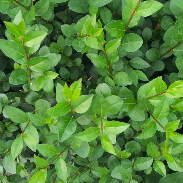 LIGUSTER - LIGUSTRUM OVALIFOLIUM