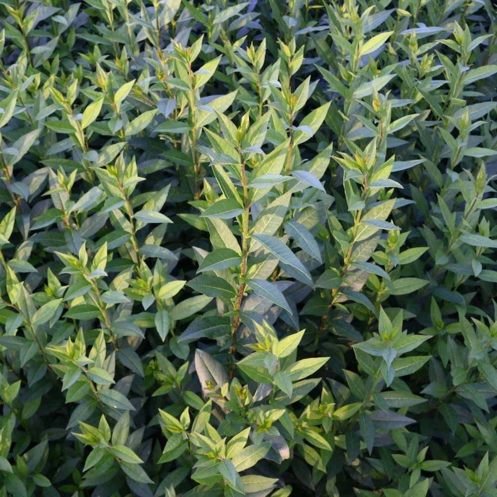 LIGUSTRUM VULGARE 'ATROVIRENS' VINTERGRÖN LIGUSTER