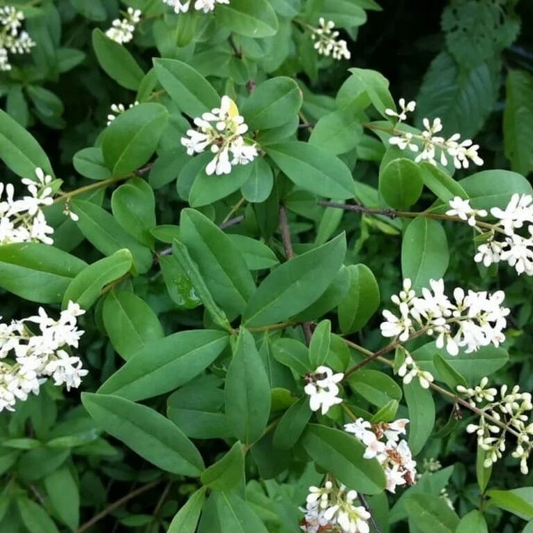 LIGUSTRUM VULGARE 'ATROVIRENS' VINTERGRÖN LIGUSTER