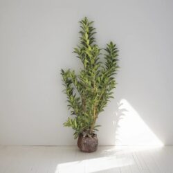 Lagerhägg Caucasica 'Prunus laurocerasus' 100-120 cm, rotklump