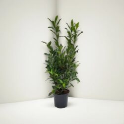 Lagerhägg Caucasica 'Prunus laurocerasus' 120-150 cm, kruka C15