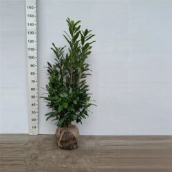 Lagerhägg Caucasica 'Prunus laurocerasus' 140-160 cm, rotklump