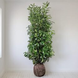 Lagerhägg Caucasica 'Prunus laurocerasus' 200-225 cm, rotklump