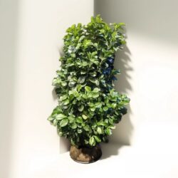 Lagerhägg Etna 'Prunus laurocerasus' 120-140 cm, rotklump