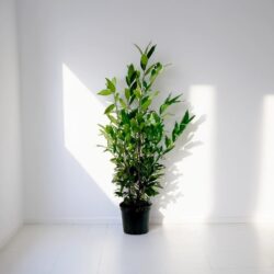 Lagerhägg Herbergii 'Prunus laurocerasus' 100-125 cm, kruka C7,5