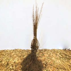 Liguster 'Ligustrum vulgare' 20-40 cm, Barrot 25 Pack