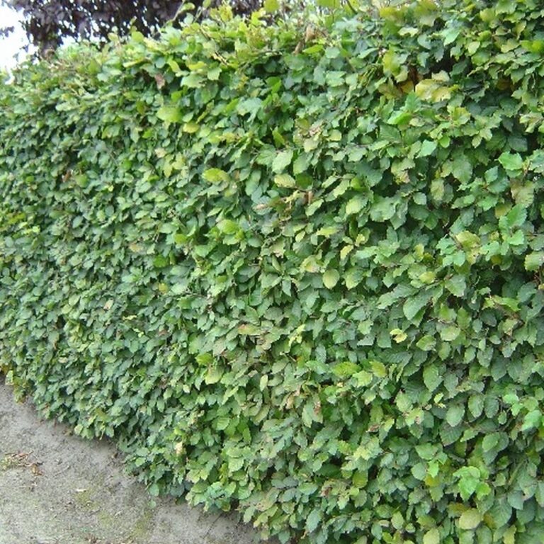 Bok Grön Bokhäck -( Fagus Sylvatica).